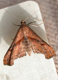 Dark-spotted Palthis